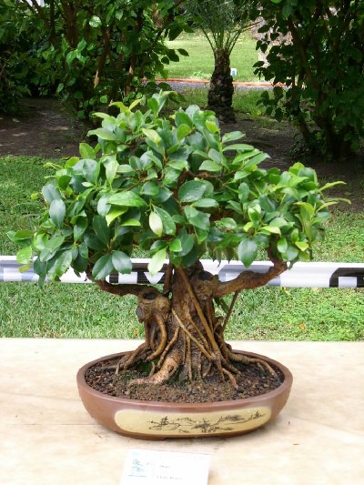Ficus Nitida Bonsai